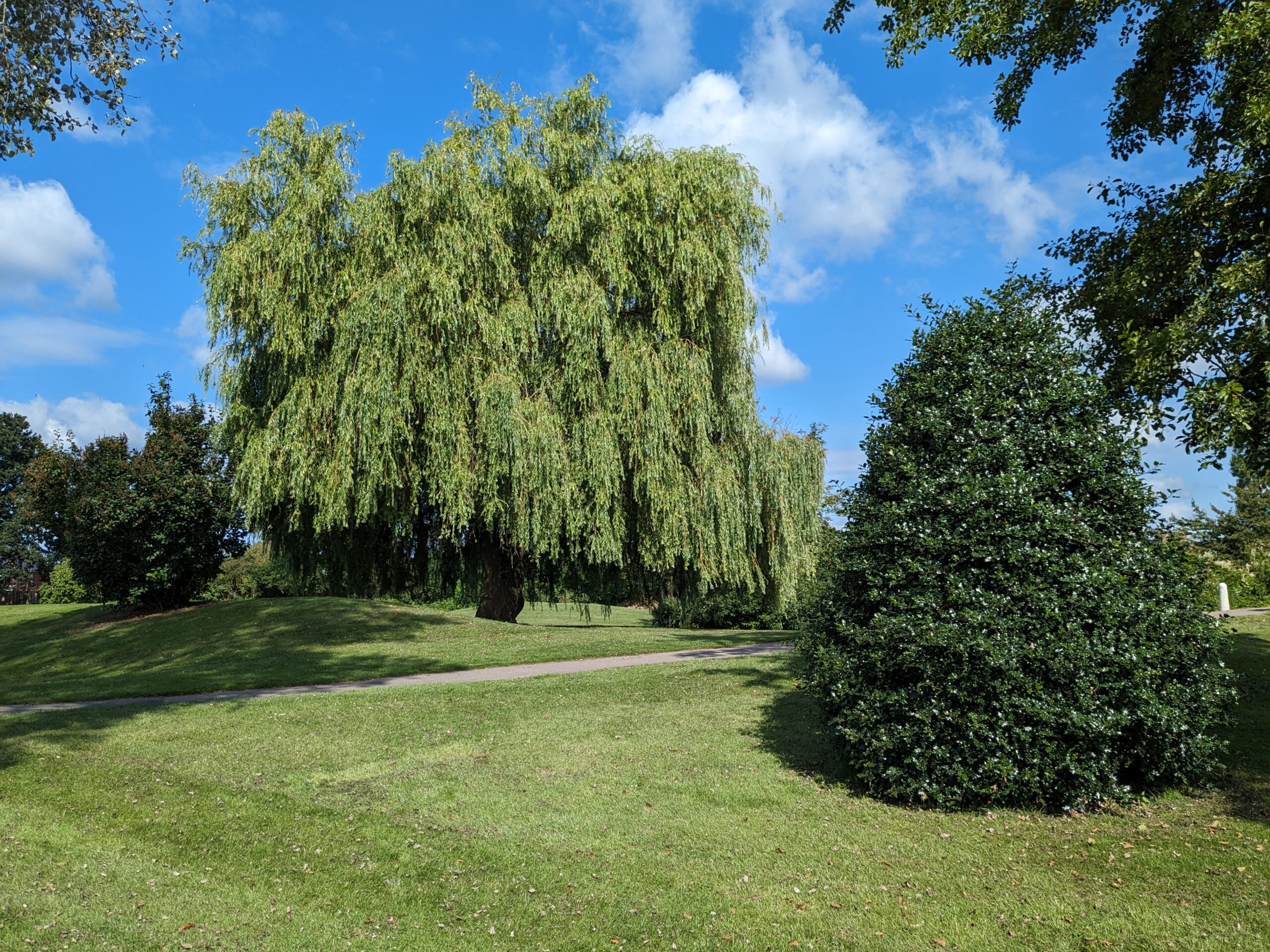 Willow tree in open green space
