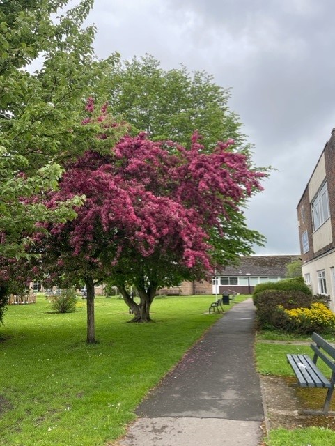Red and green leaves on trees in open green space